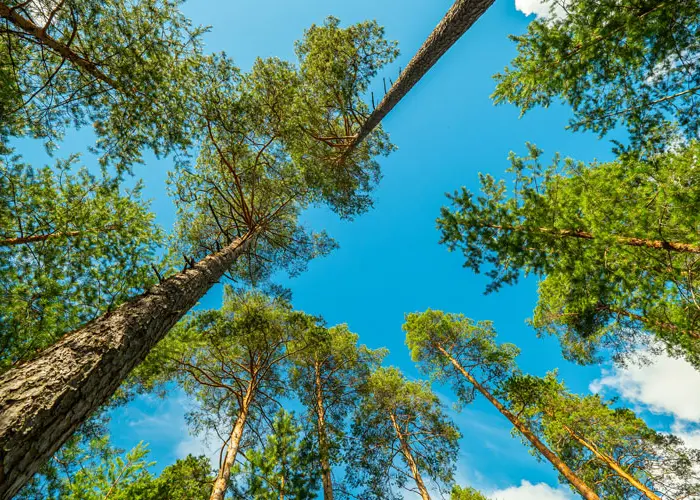 Kuva mäntylän alueen metsästä